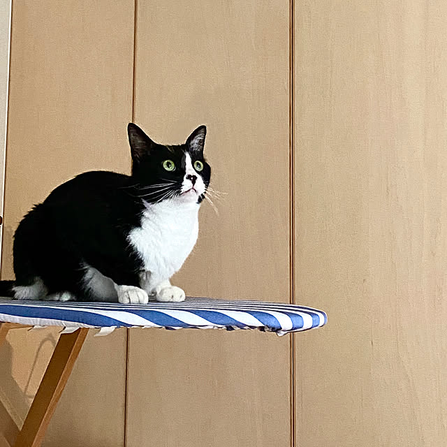 pooさんの実例写真