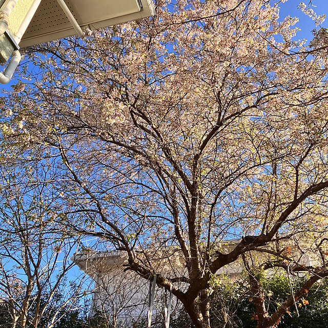 tomorinさんの部屋