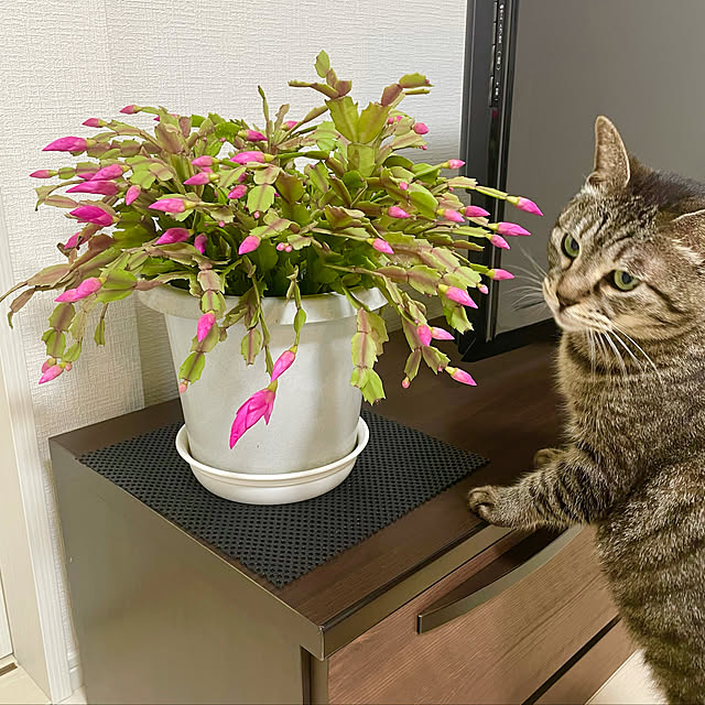 Shinさんの実例写真