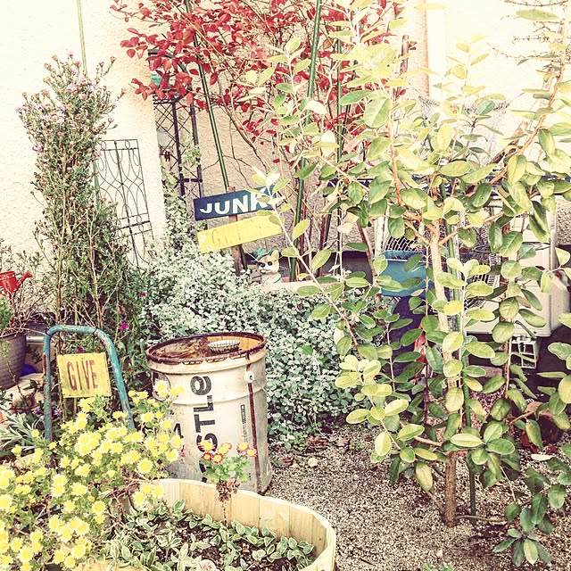 Mikaさんの実例写真