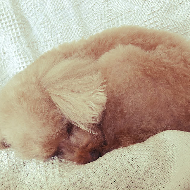 jasmineさんの実例写真