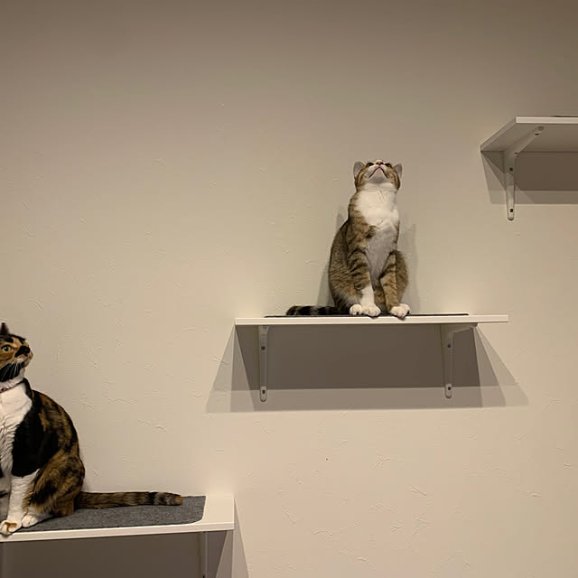 neconeko1202さんの実例写真