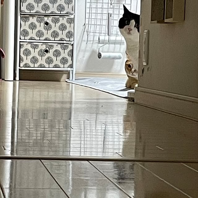 koromaroさんの部屋