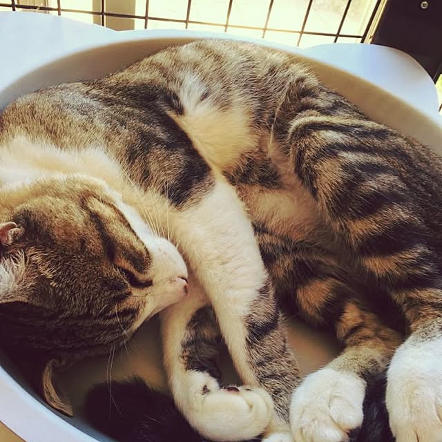 ayooさんの実例写真