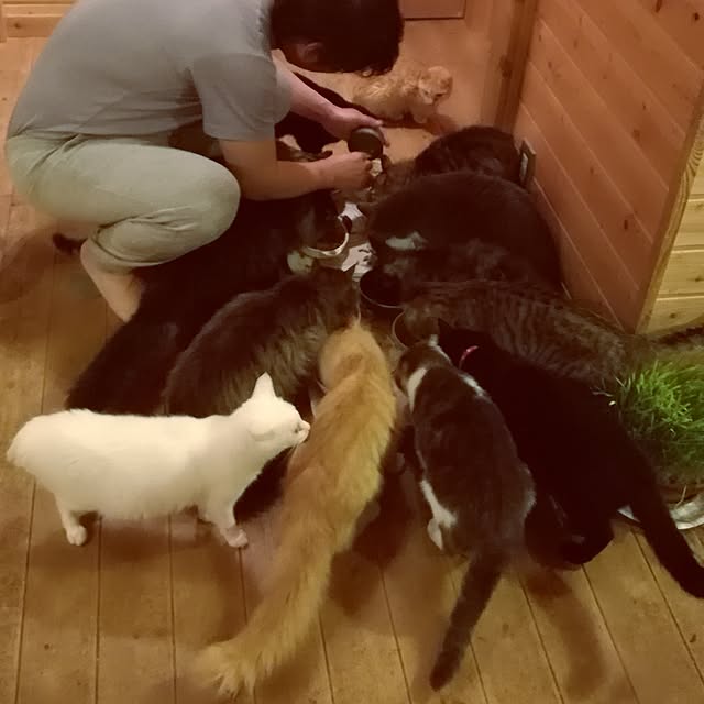 Maki-nekomamireさんの実例写真