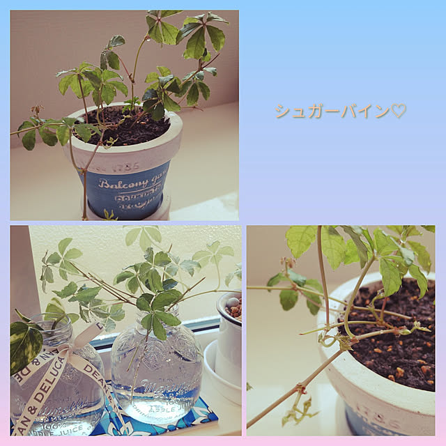 haruharuさんの実例写真