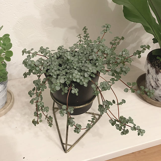 sashiさんの部屋