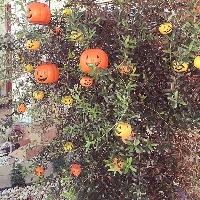 maraさんの実例写真