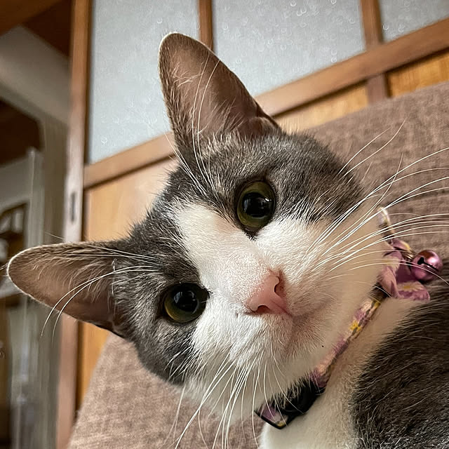 nekosamaさんの部屋