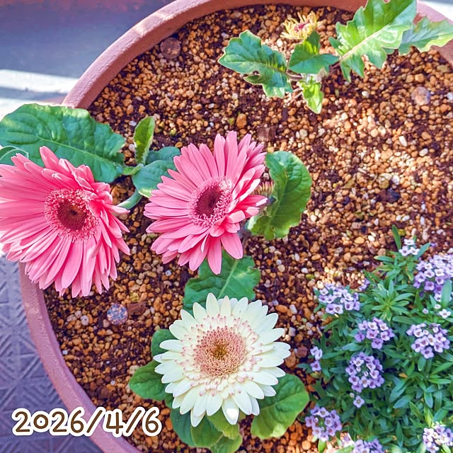 mi-saさんの部屋