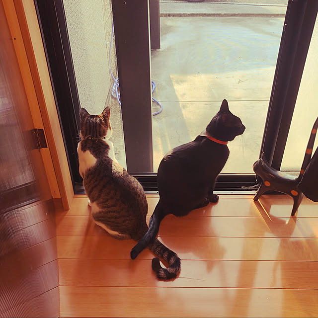 jijiさんの実例写真