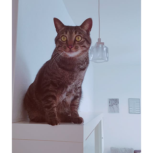 nyan.73さんの実例写真