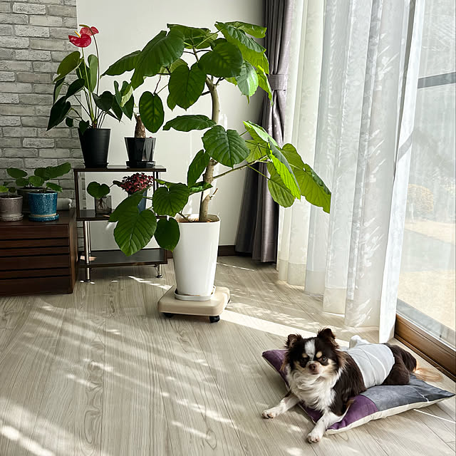 Hannahさんの実例写真