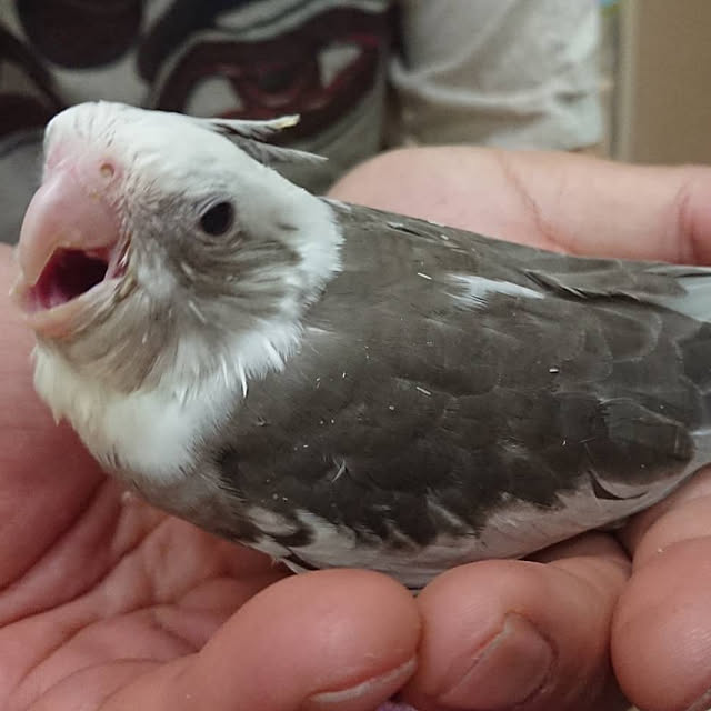 MIUOOさんの実例写真