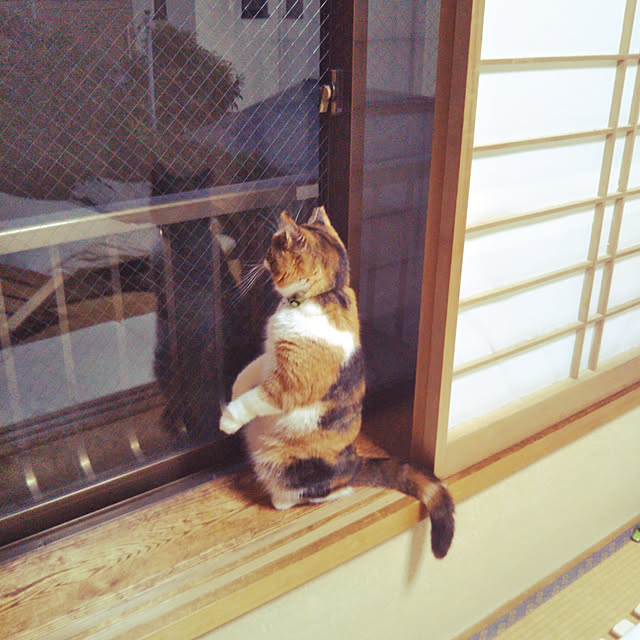 yukieさんの実例写真