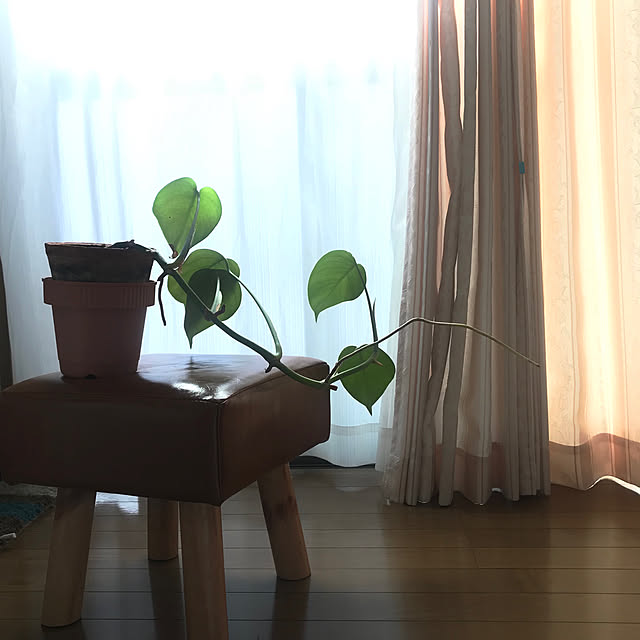 neko365さんの実例写真