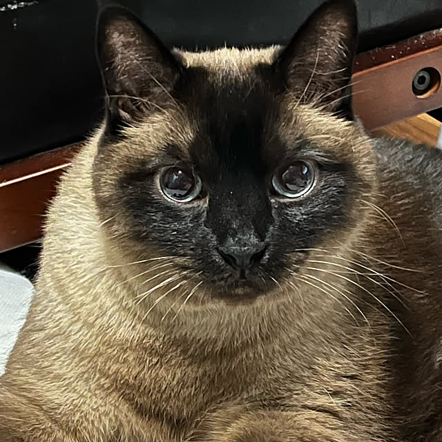 SIROさんの実例写真