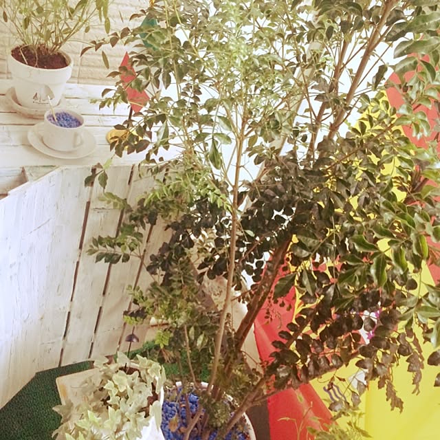 apiさんの実例写真