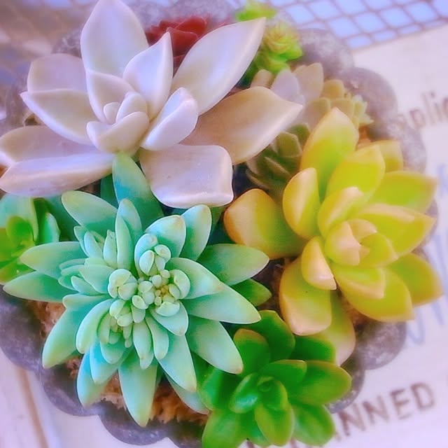 miporinさんの実例写真