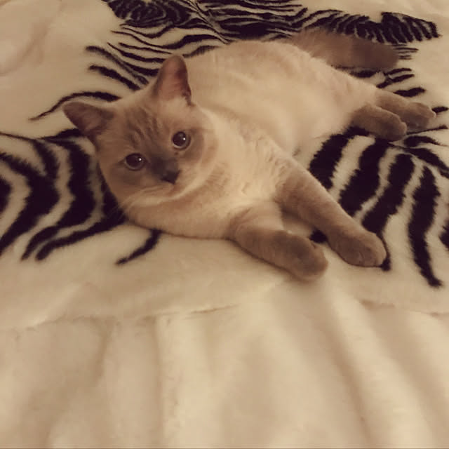 gingerwynksさんの実例写真