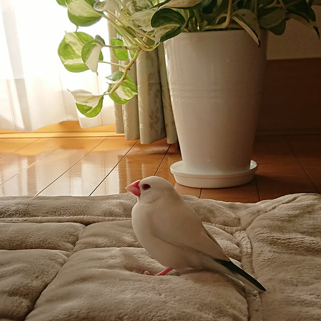 ayaさんの実例写真