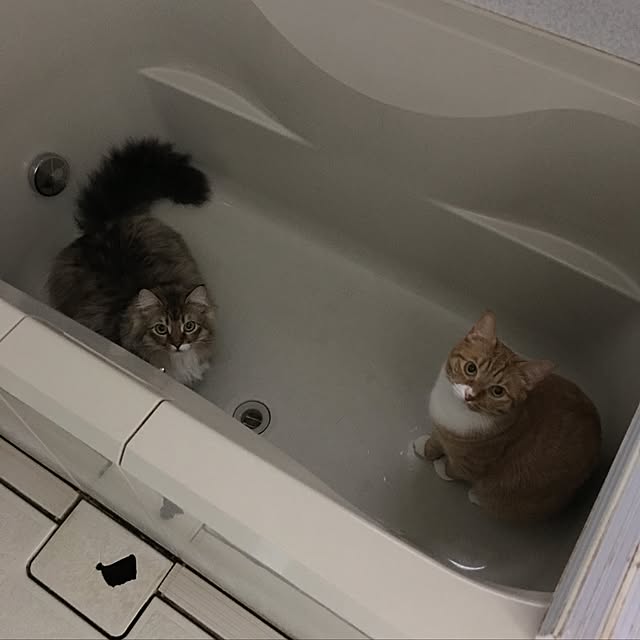 CATさんの実例写真