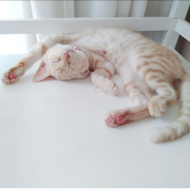 heart.emiemi57.whiteさんの実例写真