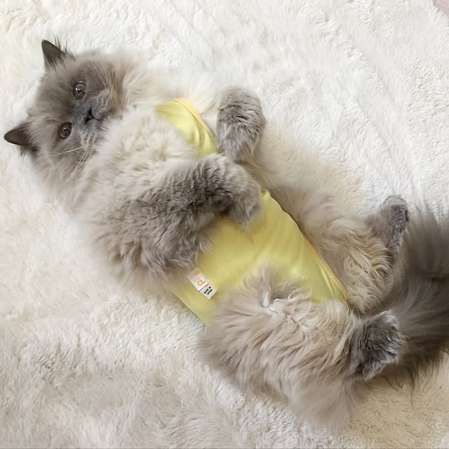 yuchiさんの実例写真