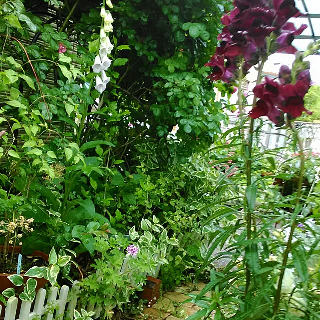 pomさんの実例写真