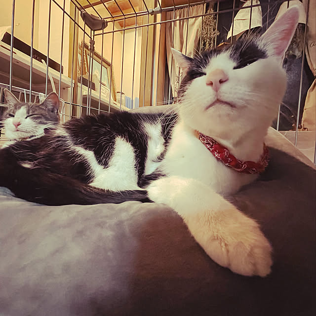 nekosamaさんの実例写真