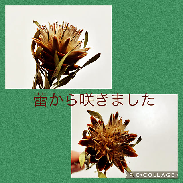 Pochicoさんの実例写真