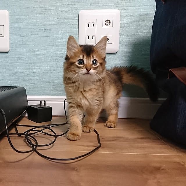 poniさんの実例写真