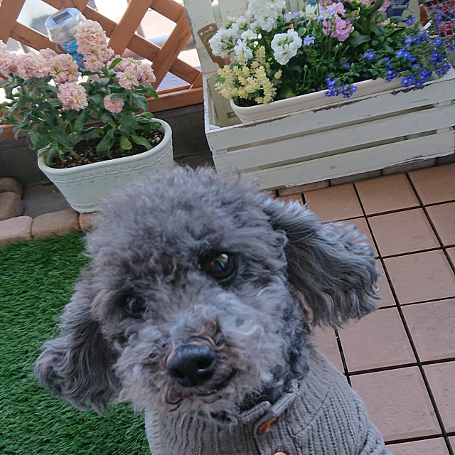 kanonさんの実例写真