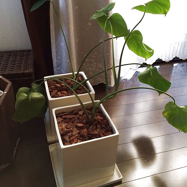 kanakumoさんの実例写真