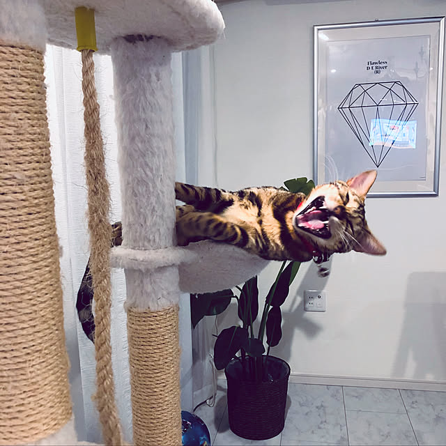 iranさんの実例写真