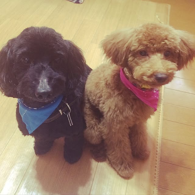 nanarikusoraさんの実例写真