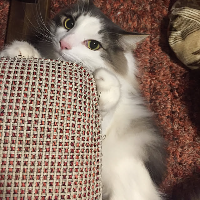mofさんの実例写真