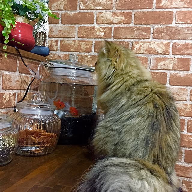 butachanさんの実例写真