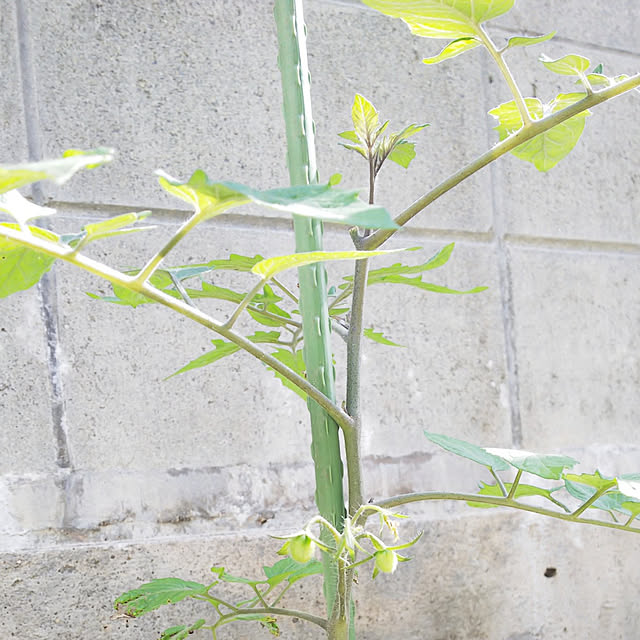 pipiさんの実例写真