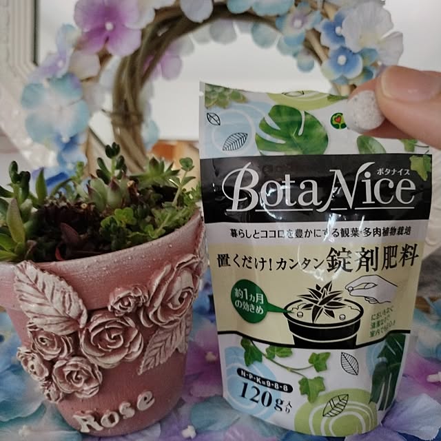 壁/天井/観葉植物/多肉植物/植物のある暮らし/虫対策...などのインテリア実例 - 2024-06-14 12:08:39