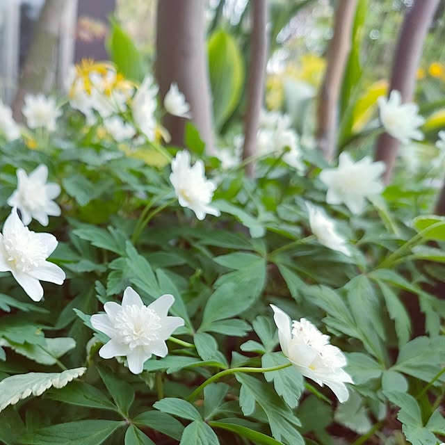 壁/天井/自分で植えた木と草花/ヤブイチゲ/2023.4.15/落葉樹の株元...などのインテリア実例 - 2023-04-15 09:52:50