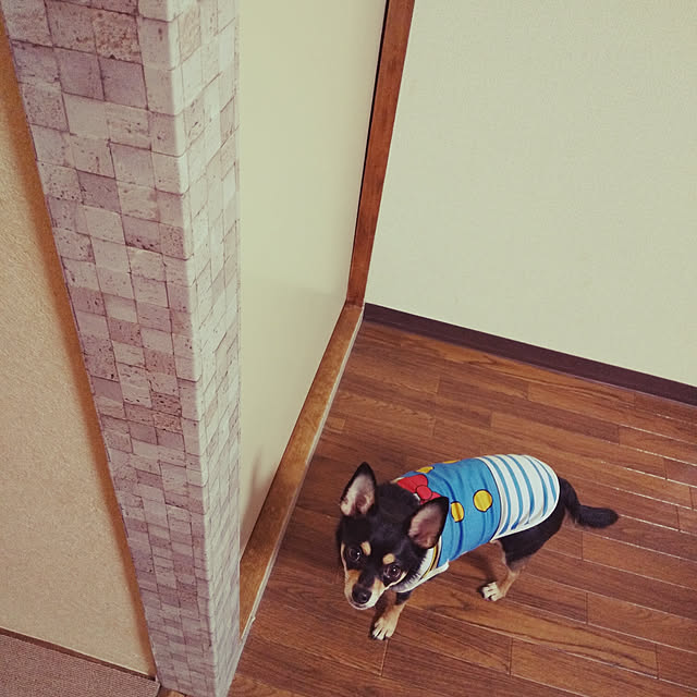 korohukumamanさんの実例写真