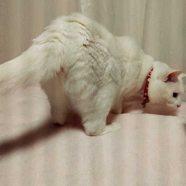 lelielさんの部屋