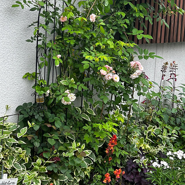 portulacaさんの実例写真