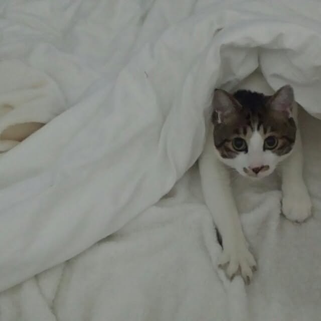 mamiさんの実例写真
