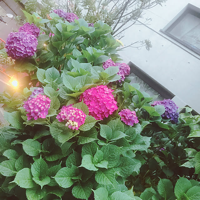 Aiさんの実例写真