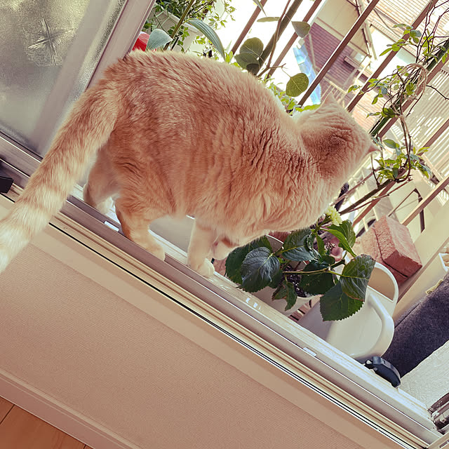 lippieさんの実例写真