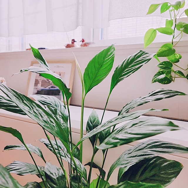 surviveさんの部屋