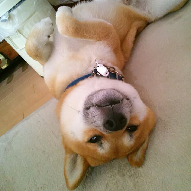 kotaさんの実例写真