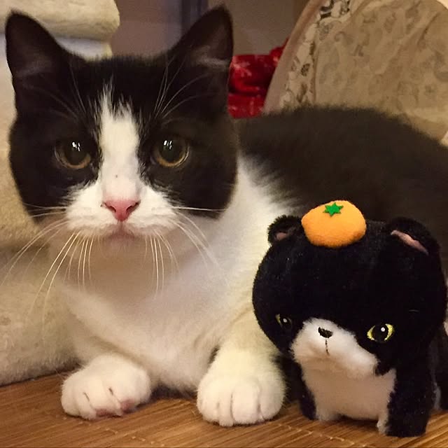 butachanさんの実例写真